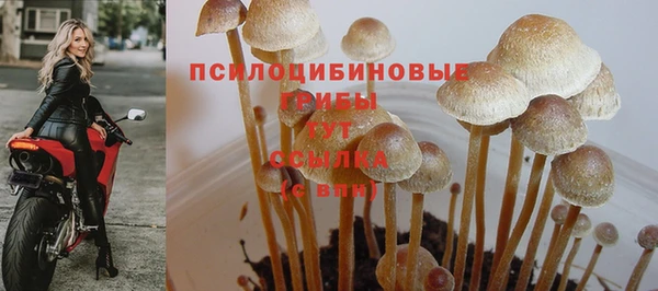 ешки Корсаков